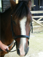 Harley leaves for big field in sky thanks letter.jpg